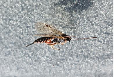 <i>Itoplectis</i>