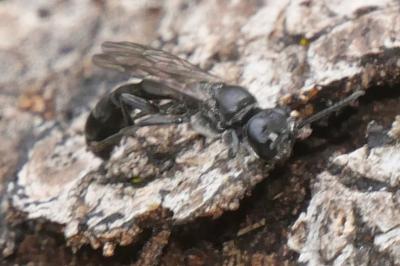 <i>Trypoxylon</i>