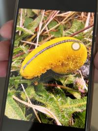 <i>Cimbex luteus</i>