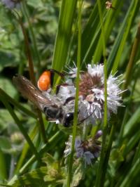 <i>Sphex funerarius</i>