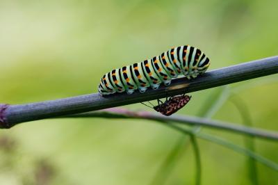 Papilio machaon