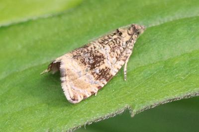 Celypha lacunana