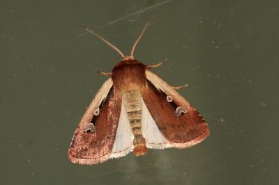 Ochropleura plecta