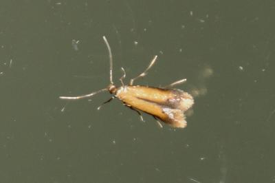 Coptotriche marginea