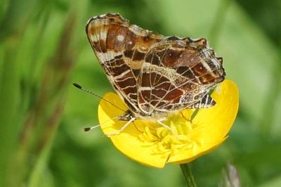 Araschnia levana