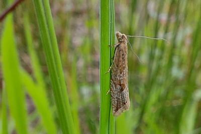 Bactra lancealana
