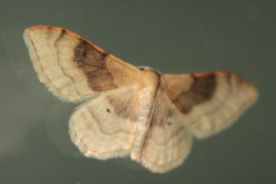 Idaea degeneraria