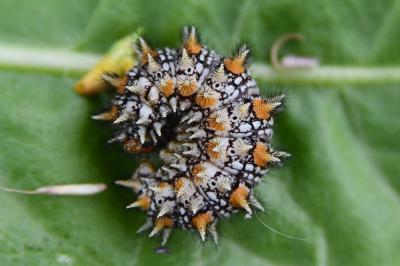 Melitaea didyma