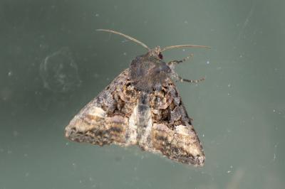 Euplexia lucipara
