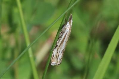 Crambus lathoniellus