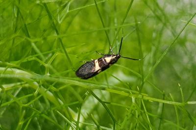 Dasycera oliviella