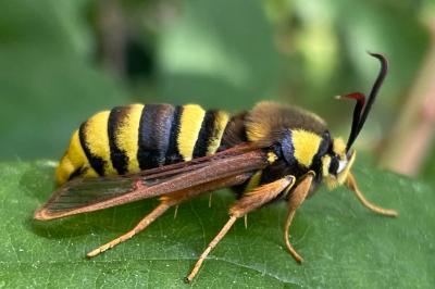 Sesia apiformis