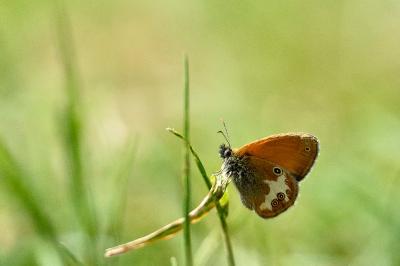 Coenonympha arcania