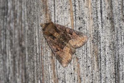 Oligia latruncula