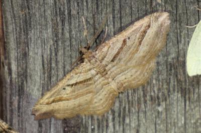 Costaconvexa polygrammata