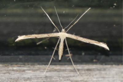 Emmelina monodactyla