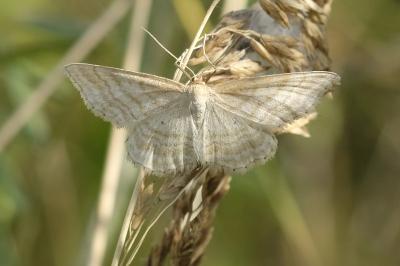 Idaea macilentaria
