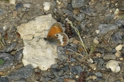 Coenonympha arcania