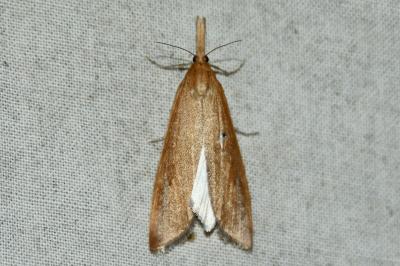 Schoenobius gigantella