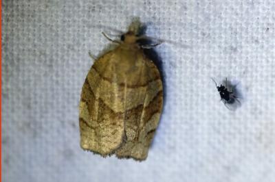 Pandemis dumetana