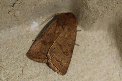 Hoplodrina blanda
