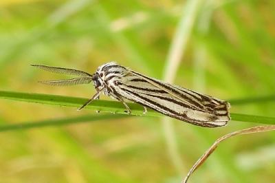 Spiris striata