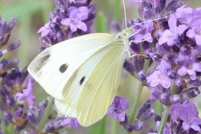 Pieris brassicae