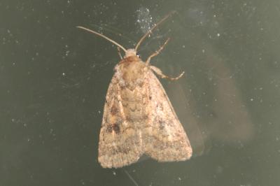 Caradrina morpheus