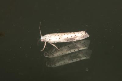 Yponomeuta irrorella