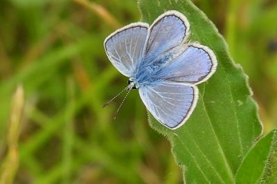 Polyommatus icarus