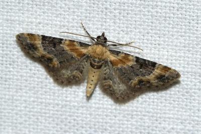 Eupithecia linariata