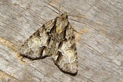 Acronicta strigosa