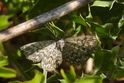 Scopula tessellaria