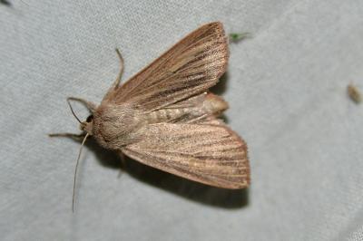 Mythimna pudorina