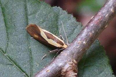 Harpella forficella