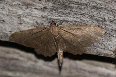 Philereme vetulata