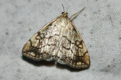 Evergestis pallidata
