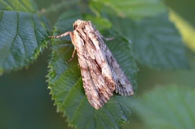 Apamea monoglypha