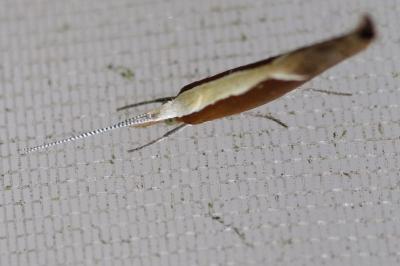Ypsolopha dentella