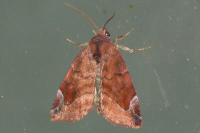 Cosmia pyralina