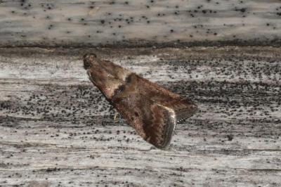 Acrobasis consociella