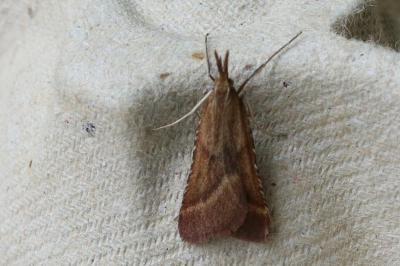 Synaphe punctalis