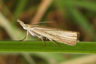 Agriphila straminella
