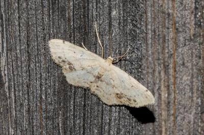 Idaea dimidiata