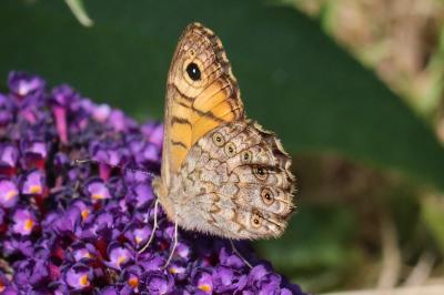 Lasiommata megera
