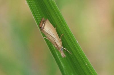 Chrysoteuchia culmella