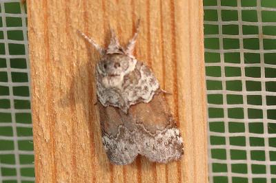Nycteola siculana