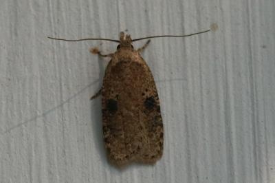 Agonopterix propinquella
