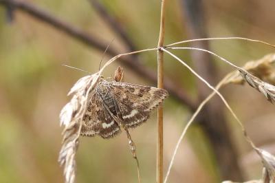 Pyrausta despicata