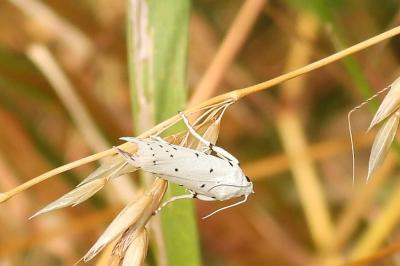 Myelois circumvoluta